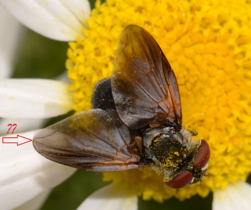 Tachinidae ?  S, Tachinidae Phasiinae:  Elomya lateralis, maschio